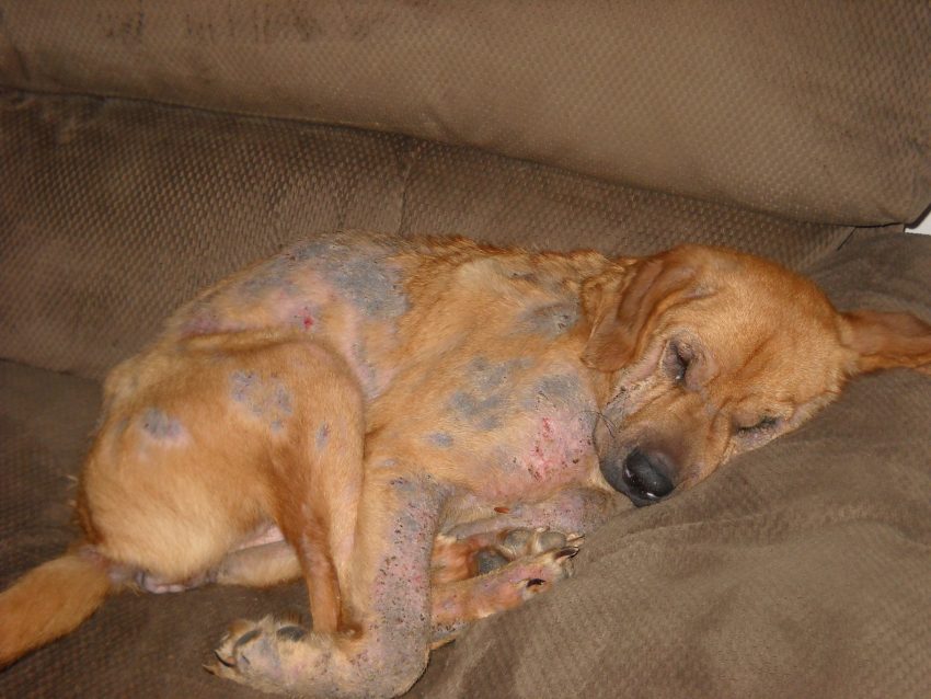 Dog with Demodectic mange. mites, scabies