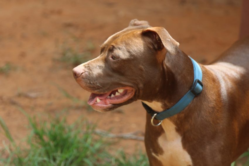 Pit bull dog grooming