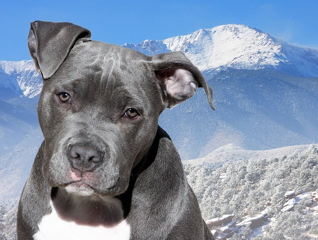 Blue nose pit bull dog