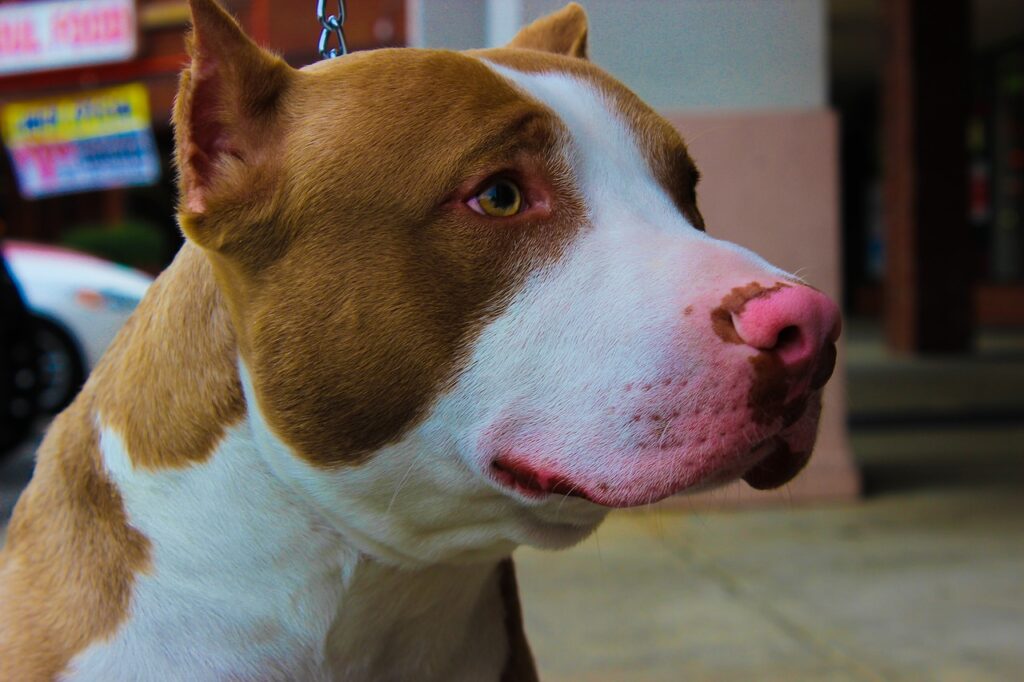 Common Pit Bull Allergies and Treatments Love The Pits