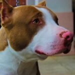 common pit bull allergies nose and eyes
