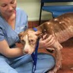 pit bull veterinarian dog insurance