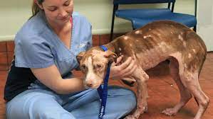 pit bull veterinarian dog insurance