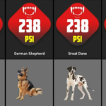 pit bull bite force 235 psi compared to other dogs